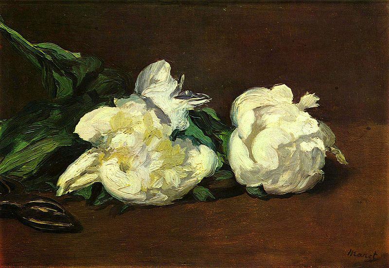 Edouard Manet Stilleben, Weibe Pfingstrosen oil painting image